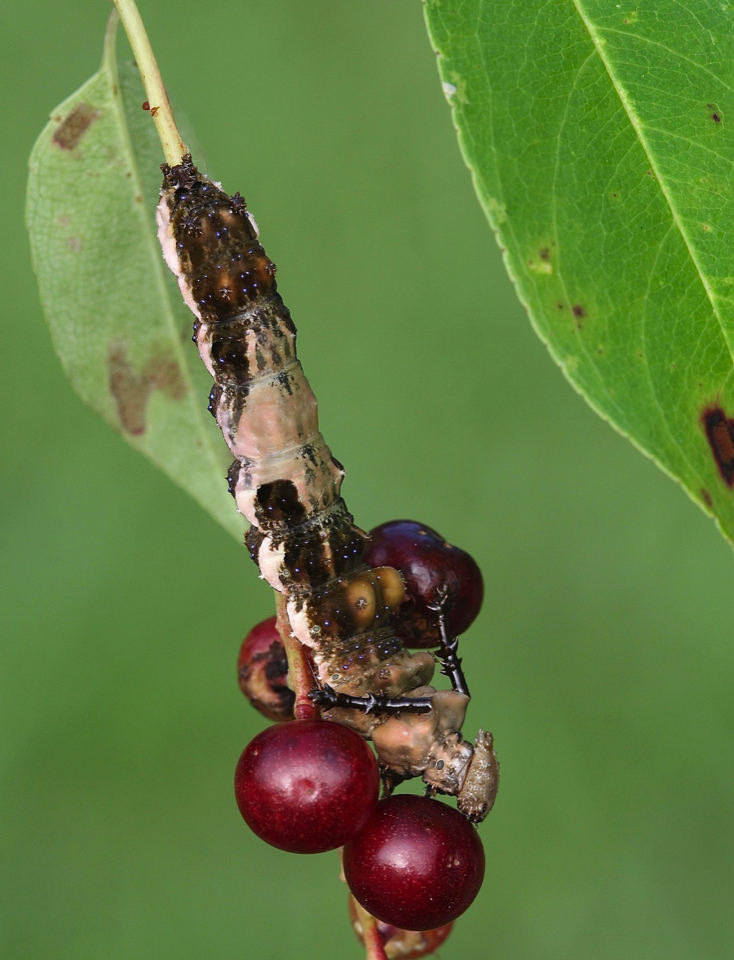 Caterpillar